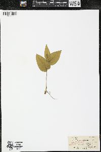 Maianthemum canadense var. canadense image