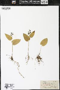 Maianthemum canadense var. canadense image