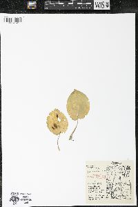 Maianthemum canadense var. canadense image
