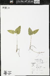 Maianthemum canadense var. canadense image