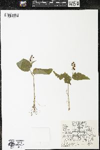 Maianthemum canadense var. canadense image