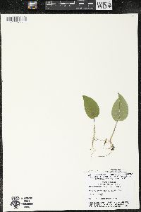 Maianthemum canadense var. canadense image