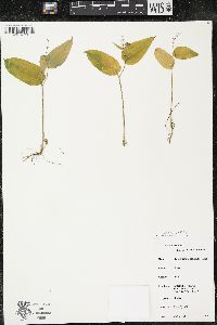 Maianthemum canadense var. canadense image