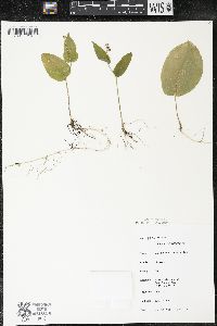 Maianthemum canadense var. canadense image