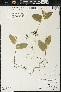 Maianthemum canadense var. canadense image