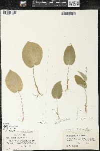 Maianthemum canadense var. interius image