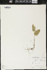 Maianthemum canadense var. canadense image