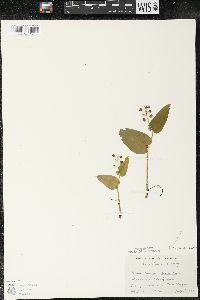 Maianthemum canadense var. canadense image
