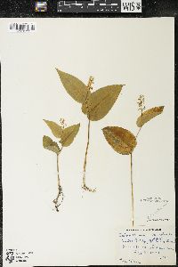 Maianthemum canadense var. canadense image