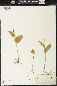Maianthemum canadense var. canadense image