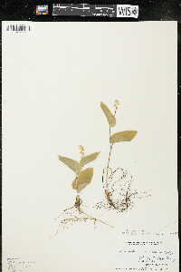Maianthemum canadense var. canadense image