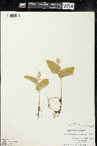 Maianthemum canadense var. canadense image
