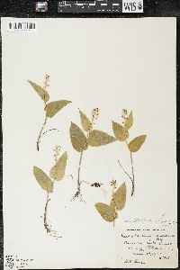 Maianthemum canadense var. canadense image