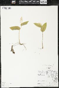 Maianthemum canadense var. canadense image
