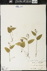 Maianthemum canadense var. canadense image