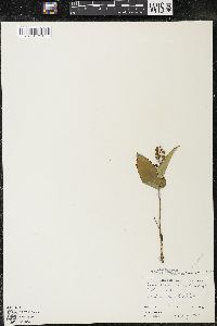 Maianthemum canadense var. canadense image