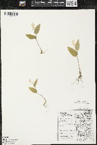 Maianthemum canadense var. canadense image