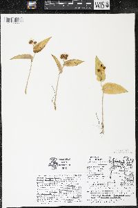 Maianthemum canadense var. canadense image