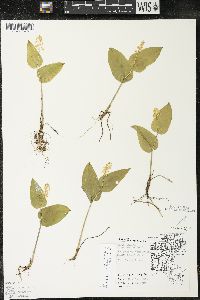 Maianthemum canadense var. canadense image