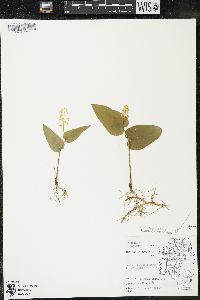 Maianthemum canadense var. canadense image