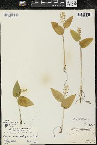 Maianthemum canadense var. canadense image