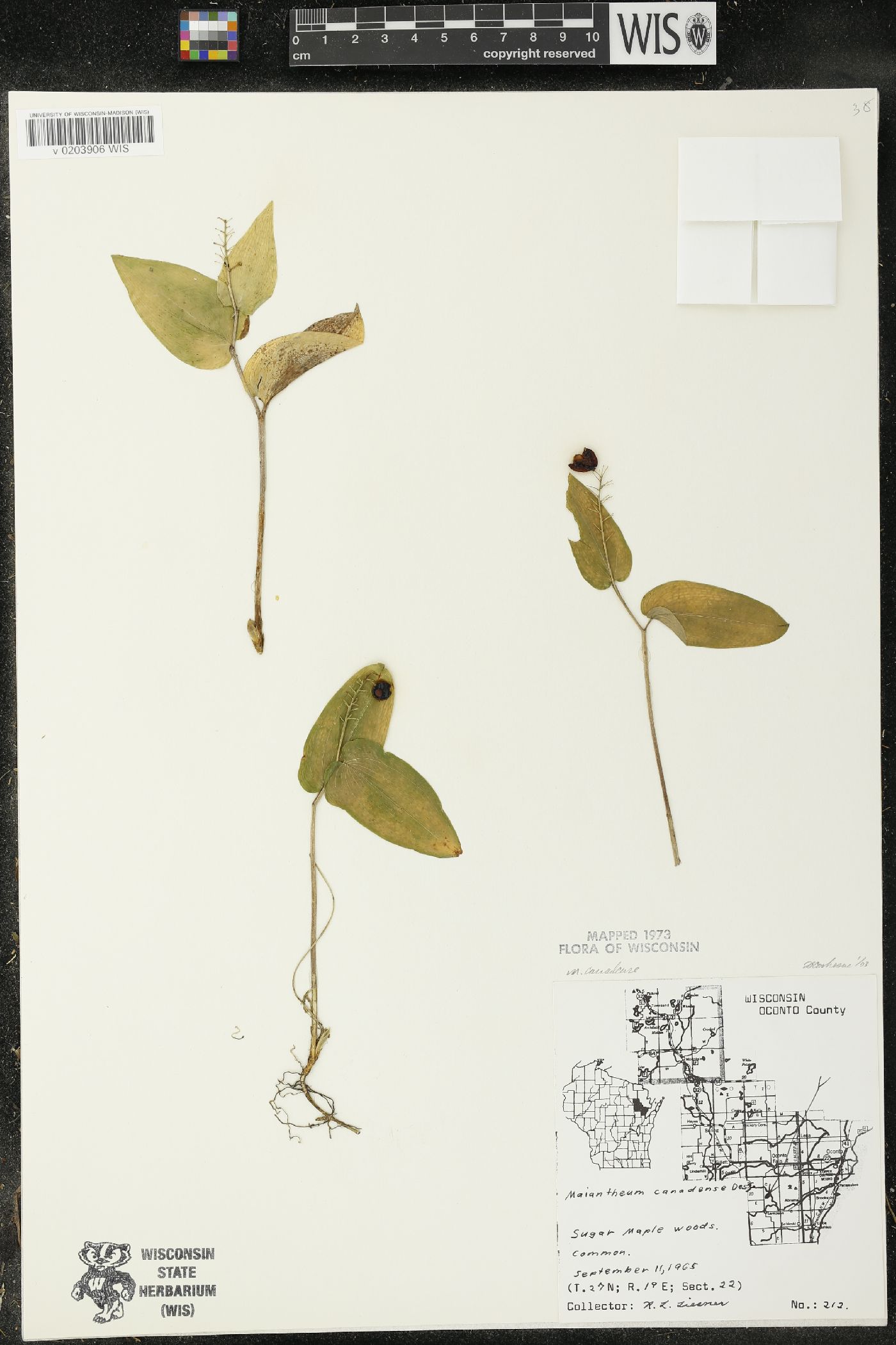 Maianthemum canadense var. canadense image