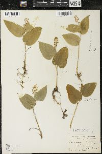 Maianthemum canadense var. interius image