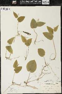 Maianthemum canadense var. canadense image