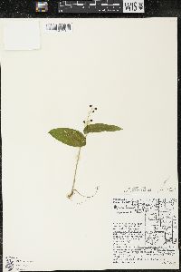 Maianthemum canadense var. canadense image