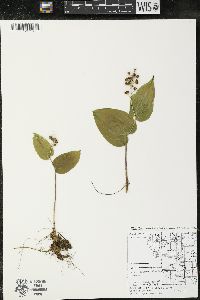 Maianthemum canadense var. canadense image