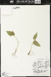 Maianthemum canadense var. canadense image