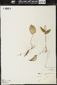 Maianthemum canadense var. canadense image
