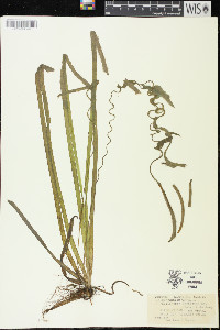 Vallisneria americana image