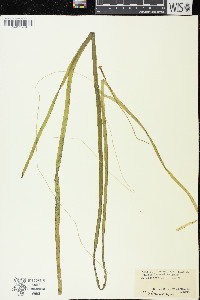 Vallisneria americana image