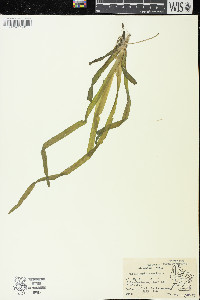 Vallisneria americana image