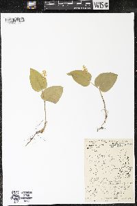Maianthemum canadense var. canadense image
