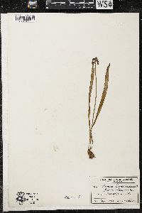 Muscari botryoides image