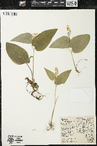 Maianthemum canadense var. interius image