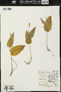 Maianthemum canadense var. interius image