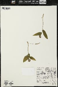 Maianthemum canadense var. interius image
