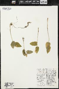 Maianthemum canadense var. interius image