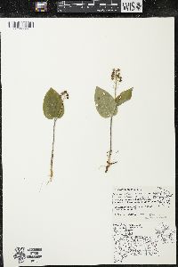 Maianthemum canadense var. interius image