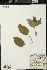 Maianthemum canadense var. interius image
