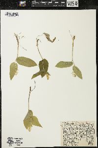 Maianthemum canadense var. interius image