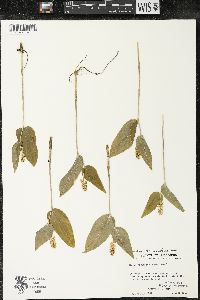 Maianthemum canadense var. interius image