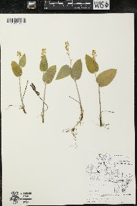 Maianthemum canadense var. interius image