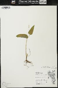 Maianthemum canadense var. interius image