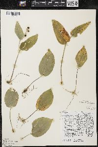 Maianthemum canadense var. interius image