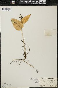 Maianthemum canadense var. interius image