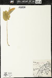 Maianthemum canadense var. interius image